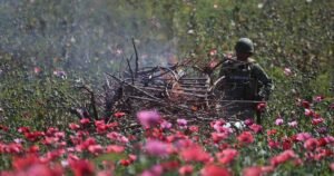 Defensa Destruye 167 Plantíos de Amapola en 5 Estados del País