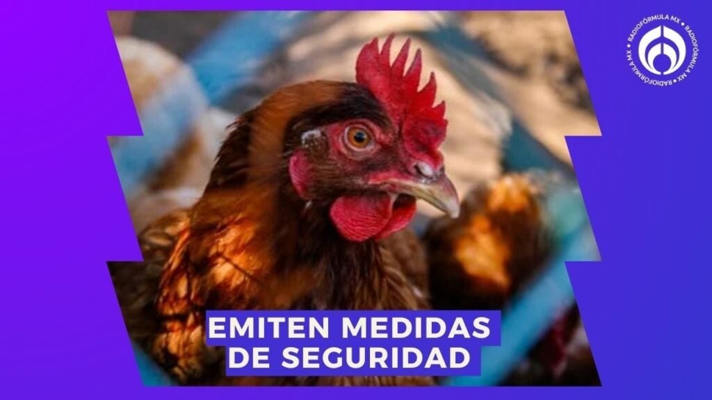 Gripe Aviar en México: Detectan Brote en Granja de Nueva León, ¿Es Seguro Comer Pollo?