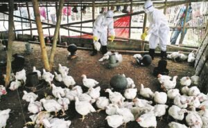 Detectan influenza aviar ah7n3 en granja comercial de nl; Activan Protocolo Sanitario | El universal