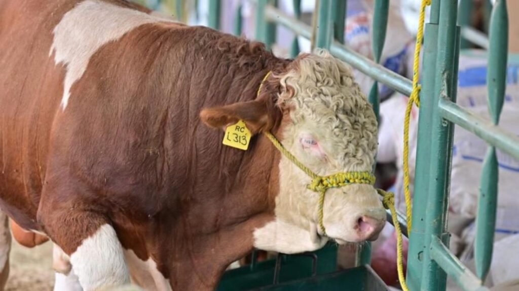 “Actuamos Con la Cabeza Fría, Nunca Nos Subordinamos”, Secretaría de Respuesta de Agricultura A UU por Gusano Barrenador