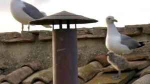 Nuevo Papa: ¿Es la Sagrada Familia? Tres Gaviotas conmueven en fumata blanca
