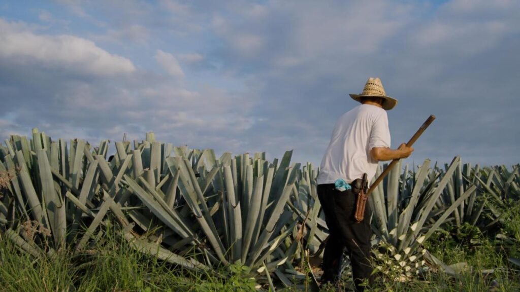 CRT Busca Diversificar Mercados y Reducir Aranceles en India, China y República dominicana