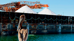 Exportadora de Sal Gana Juicio de Nulidad y Libera Pasivo Contingente de 11,500 MILLONES DE PESOS
