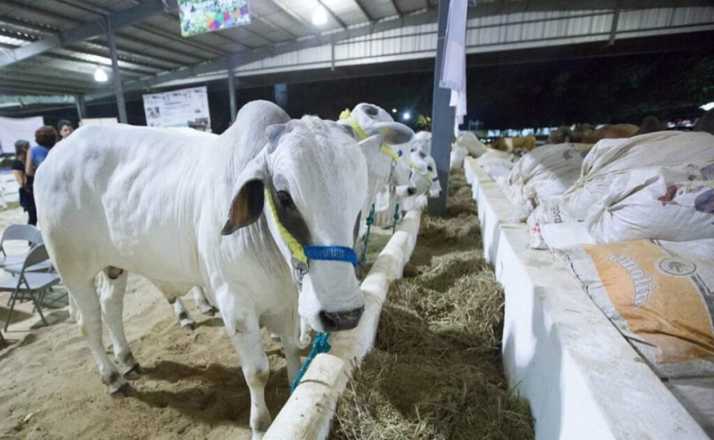 Ahora, Ganaderos Piden Cierre de Fronteras del Sur por Gusano Barrenador; Acusan Entrada Ilegal de Ganado | El universal