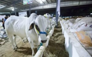 Ahora, Ganaderos Piden Cierre de Fronteras del Sur por Gusano Barrenador; Acusan Entrada Ilegal de Ganado | El universal