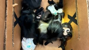 Rescata Profepa 5 Ejemplares de mono araña y 4 de siete colores, en Nuevo León