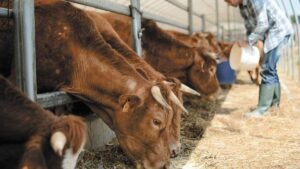 EU Invertirá 21 Millones de Dólares en México para erradicar Propagación del Gusano Barrenador