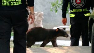 Cachorro de Oso en Busca de Comida Sorprende A Vecinos de Santa Catarina, Nuevo León