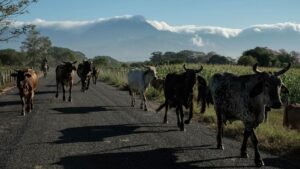 Llegan A México Expertos de Usda para Verificar Estrategia del combate un Gusano Barrenador