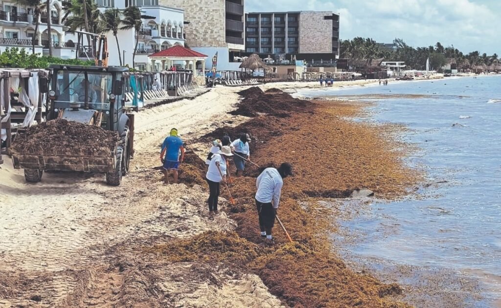 Los investigadores enemenanos la concentración de metales y gases en sargazo | El universal