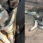 Perrita Husky Termina Con una Pata Fracturada Tras Ser Arrojada de Un Vehículo en Movino