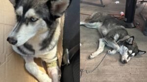 Perrita Husky Termina Con una Pata Fracturada Tras Ser Arrojada de Un Vehículo en Movino