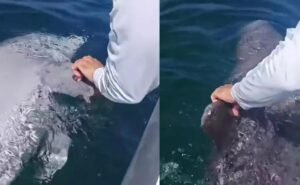 Hallan A Delfín Muerto Cerca de Progreso, Yucatán; Sospechan que murio por por por ruta de pesca o por choque con un barco | El universal