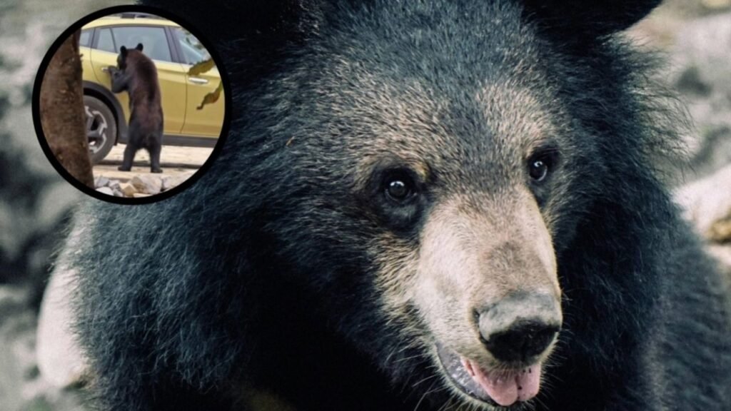 Video viral | OSO Sorprende Al Abrir dos Camionetas para Buscar Comida en Arteaga, Coahuila