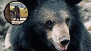 Video viral | OSO Sorprende Al Abrir dos Camionetas para Buscar Comida en Arteaga, Coahuila