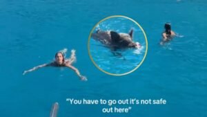 Cerdito se Lanza al Mar para Perseguir A Influencers en Grecia | VIDEO