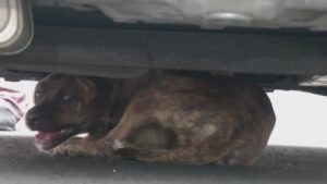 Perrita Lulú se Reencuentra Con Su Dueña, Luego de Rescate en Viaducto: Así Se Escapó