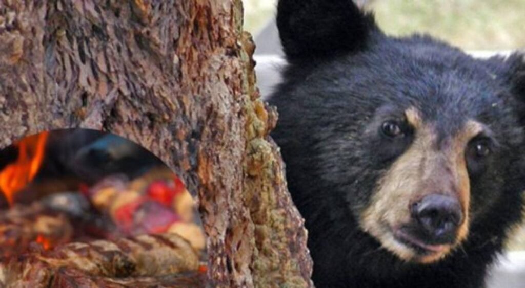 Video: Oso Roba Carnita Asada A Familia en Nuevo León