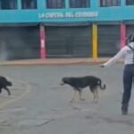Agente de Tránsito Detiene el Paso Vehicular Para que Unos Perritos Pudieran Cruzar la Calle | VIDEO