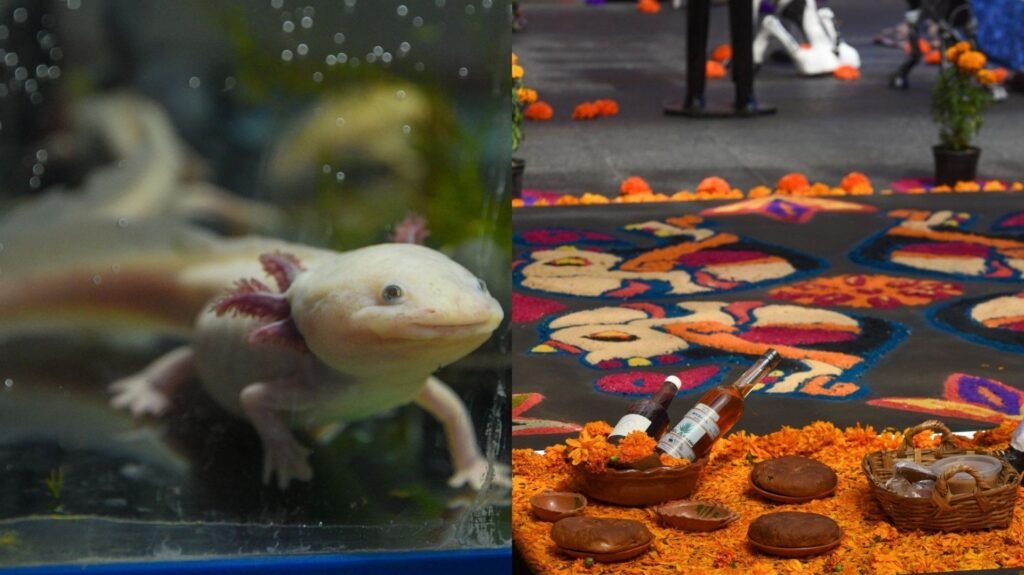Noche del Axolotl por Día de Muertos 2025 en CDMX: ¿Dónde Serán las Actividades Gratis?