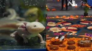Noche del Axolotl por Día de Muertos 2025 en CDMX: ¿Dónde Serán las Actividades Gratis?