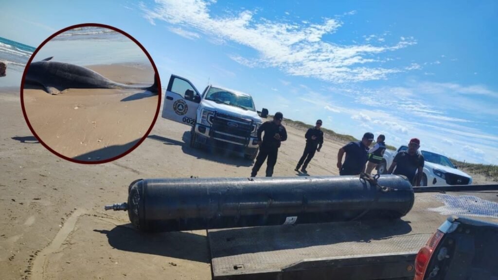 Basura espacial habría ocasionado la muerte de 2 delfines en playa Bagdad