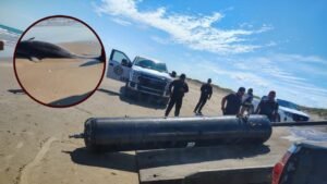 Basura espacial habría ocasionado la muerte de 2 delfines en playa Bagdad