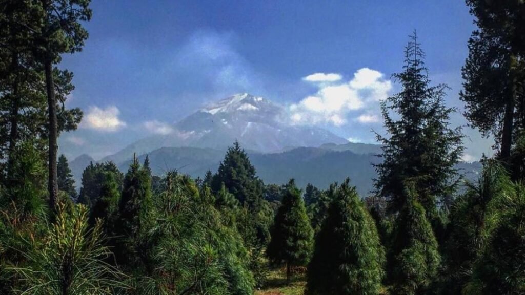 ¿Árbol natural, artificial o hecho en casa? Precios y opciones para Navidad 2025