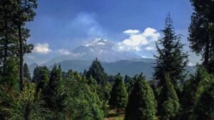 ¿Árbol natural, artificial o hecho en casa? Precios y opciones para Navidad 2025