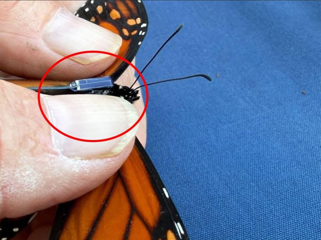 Mariposa Monarca: Mañana abren santuarios, por 1ª vez llegan con transmisores satelitales