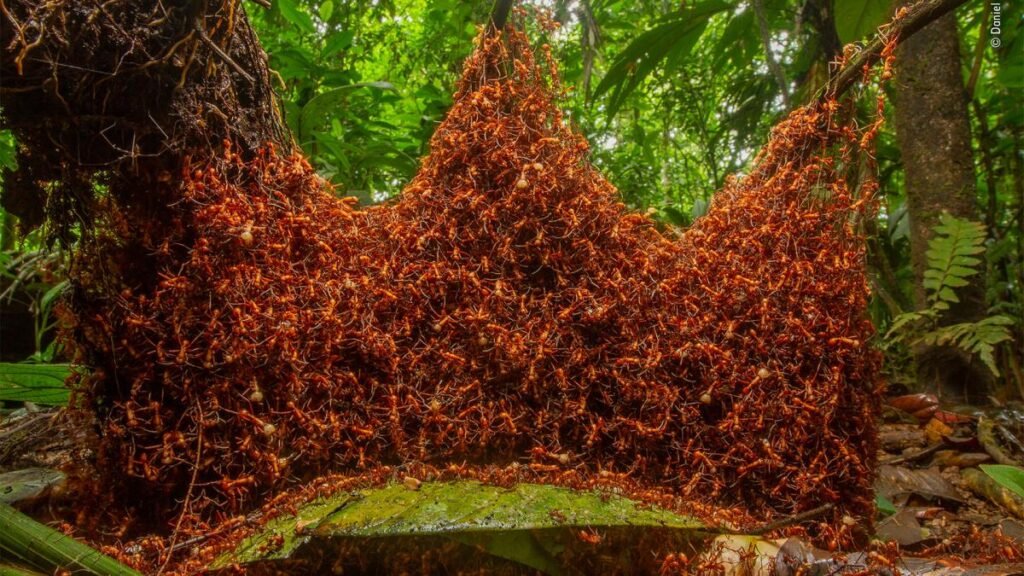 Las hormigas tienen un sistema de sacrificio selectivo para evitar brotes, según Nature
