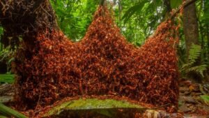 Las hormigas tienen un sistema de sacrificio selectivo para evitar brotes, según Nature