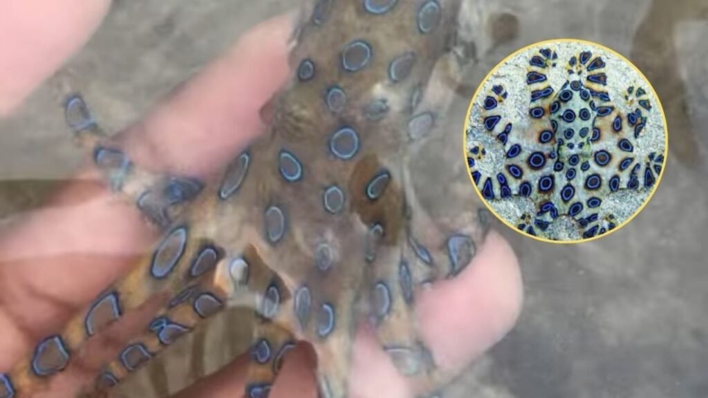 Turista juega con pulpo que encontró a la orilla del mar y resultó ser una especie altamente venenosa.