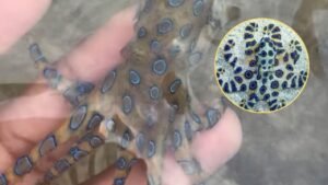 Turista juega con pulpo que encontró a la orilla del mar y resultó ser una especie altamente venenosa.