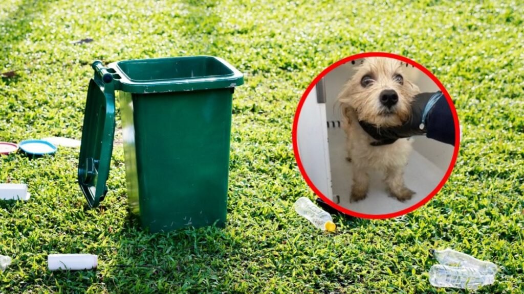 Abandonan un perrito en bote de basura, lo salvan poco antes de morir triturado