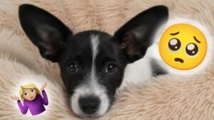 “Pitufino” vuelve al refugio: regresa a un perrito recién adoptado por no aprender a ir al baño