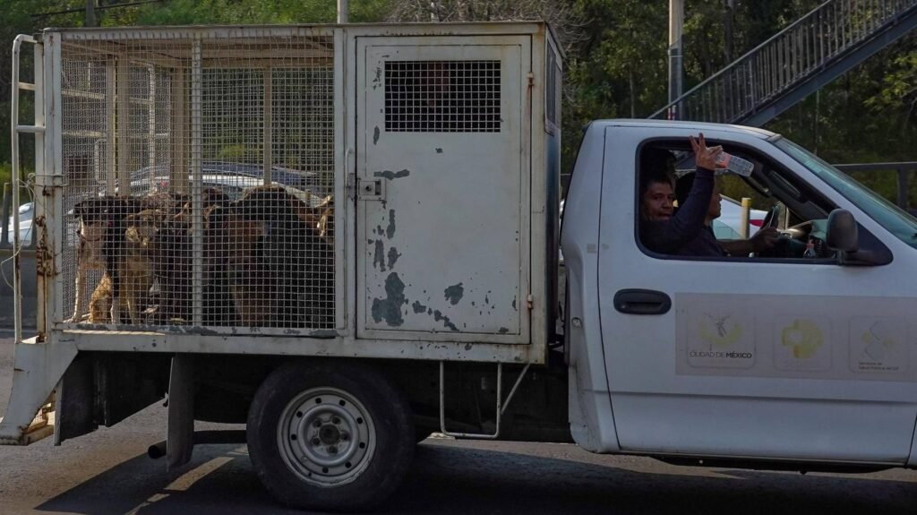 ¿Dónde Están los Perros del Refugio Franciscano Desalojado? Autoridades de CDMX Dan Ubicación
