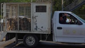 ¿Dónde Están los Perros del Refugio Franciscano Desalojado? Autoridades de CDMX Dan Ubicación