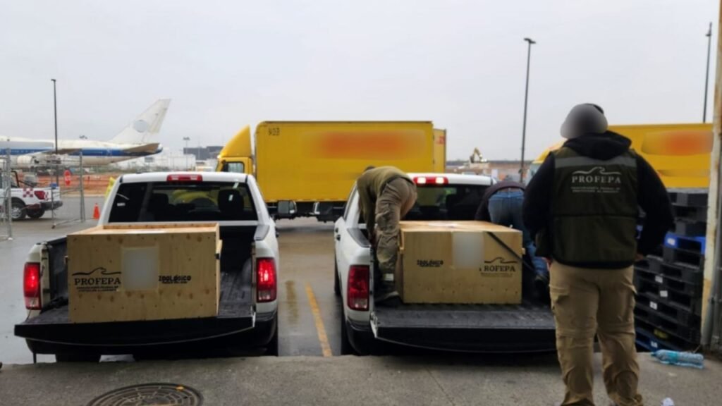 Profepa coordina transporte de tortugas aseguradas en el aeropuerto de Tijuana