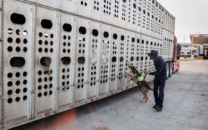 México intensifica contención del Gusano Barrenador del Ganado