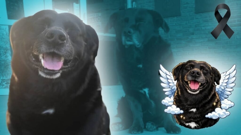 Justicia para Garrafa: Pitbull mata a perrita en brutal ATAQUE, era la mascota de una universidad