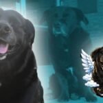 Justicia para Garrafa: Pitbull mata a perrita en brutal ATAQUE, era la mascota de una universidad