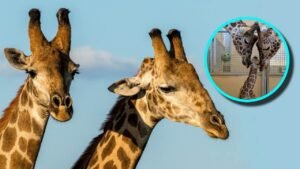 La tierna fotografía del recibimiento de una cría de jirafa por sus cariñosos padres.