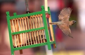 Suerte para el año nuevo lunar chino.