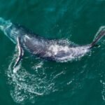 Sonidos, imágenes satelitales y paciencia: cómo la ciencia estudia a la megafauna marina que habita la mexicana Bahía de Banderas