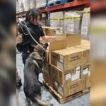 Aseguran 22 mil 800 vaporizadores en el AICM; mercancía ilícita tiene valor aproximado de 5.2 mdp | El Universal