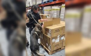 Aseguran 22 mil 800 vaporizadores en el AICM; mercancía ilícita tiene valor aproximado de 5.2 mdp | El Universal