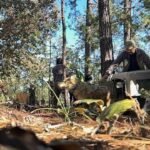 Tras 50 años, regresa el lobo al bosque; Semarnat anuncia reubicación de la especie en Sierra Madre Occidental | El Universal