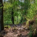 Día Internacional de los Bosques: por qué son clave para la vida, la economía y el futuro de México