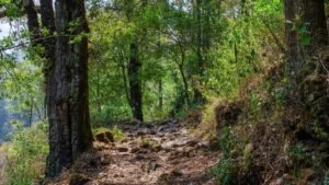 Día Internacional de los Bosques: por qué son clave para la vida, la economía y el futuro de México